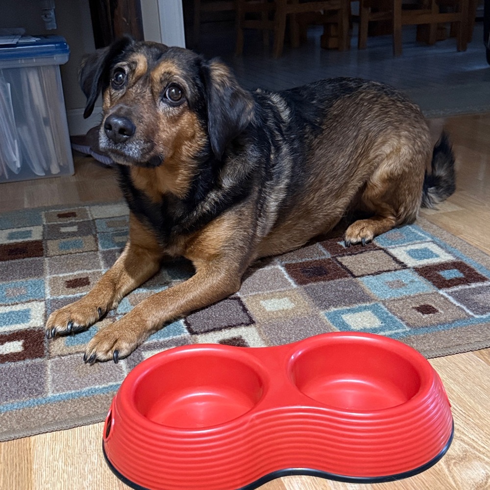 Red Double Pet Bowl